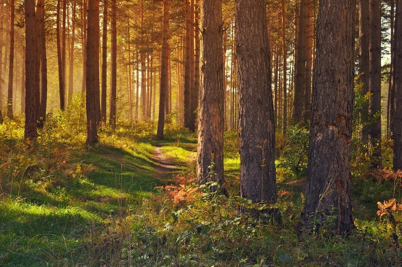 Meditative Walk in the Forest